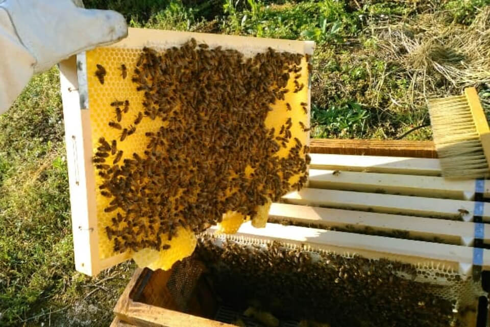 驚くべきハチの世界 十蜂蜜試食会