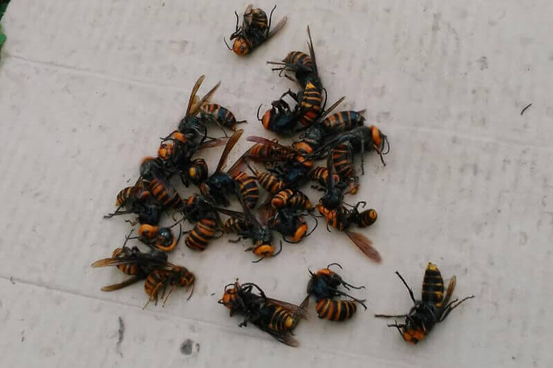 驚くべきハチの世界 十蜂蜜試食会
