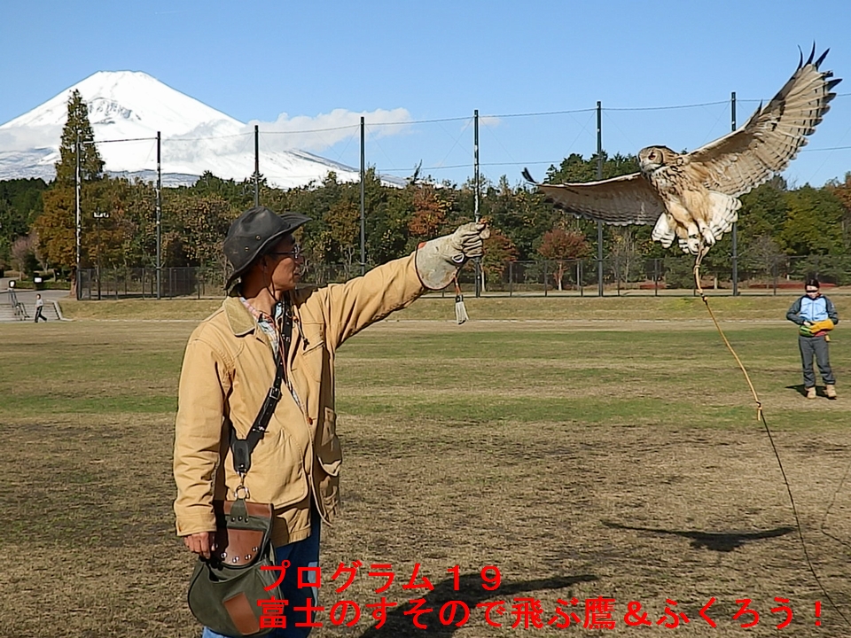 富士のすそので飛ぶ鷹＆ふくろう！